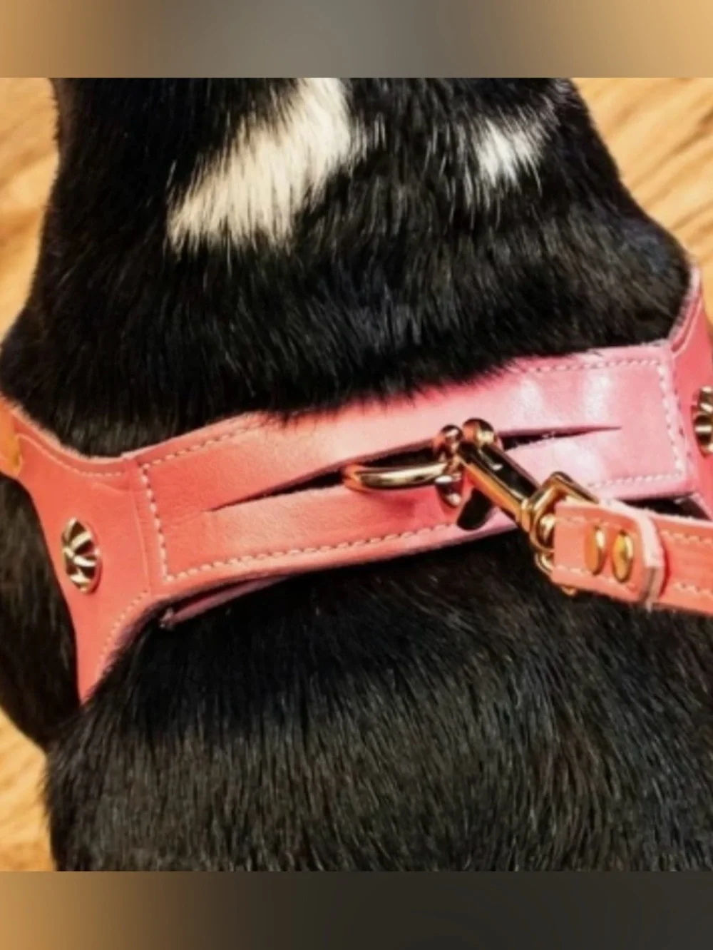 Black Leather Step-in Choke Free   Leather with silver paw accents 23 inches